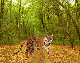 nainital jim corbett tour package from delhi